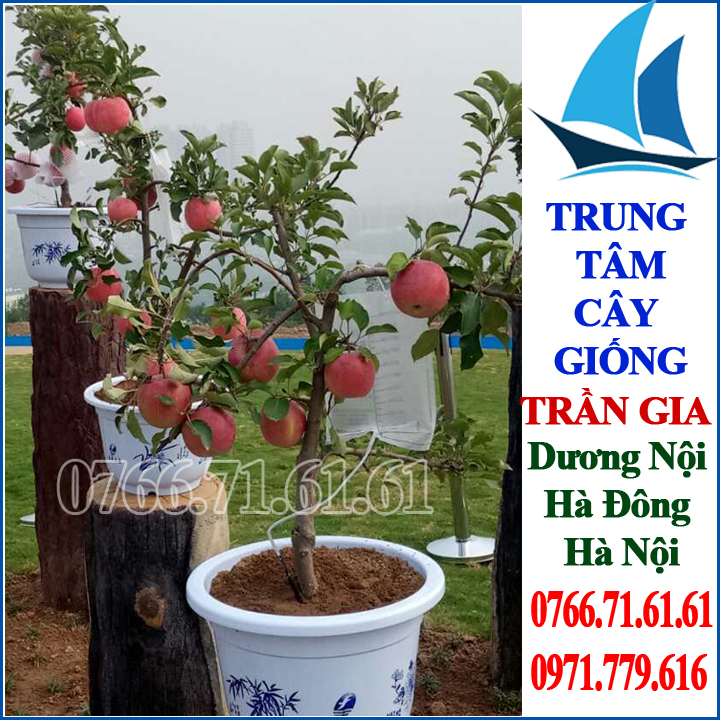 Giống cây táo đỏ lùn
