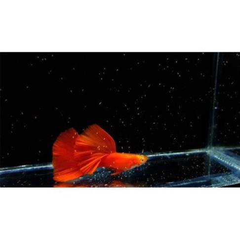 [Mua 5 bù thêm 1] Cá 7 màu full red bds ( 1 cặp trống+ mái làm giống) , màu đỏ rực rỡ, dễ nuôi không cần sủi oxy, hoàn tiền khi có rủi ro do vận chuyển - Q3 - NH - 2