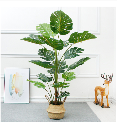 Cây trầu bà lá rùa