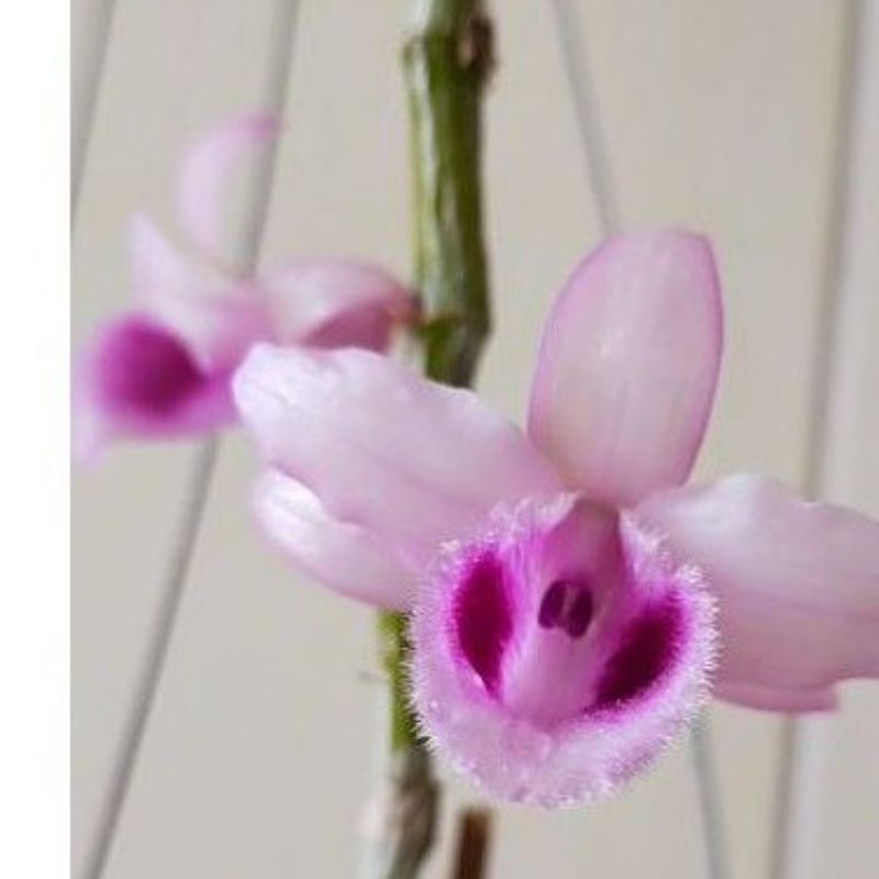Cây giống hoa lan Bầu Môi Lông Tuyết Thái Bình