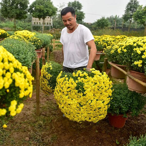 [SP Mới] - Hạt giống hoa cúc mâm xôi chất lượng cao - Tặng kích mầm & HD gieo trồng