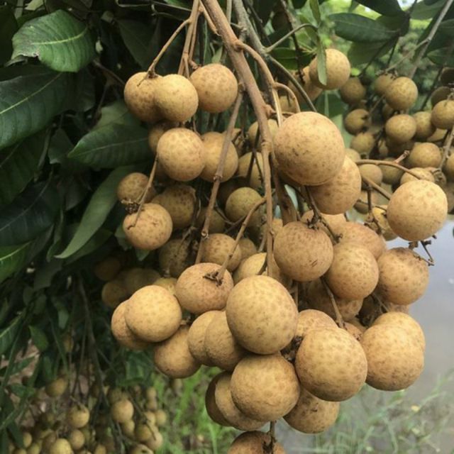 Nhãn Indo ( thơm ngon)