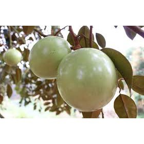 Cây giống Vú sữa Lò Rèn chuẩn #Hoa,câycảnh&câyănquả,câycôngtrình,câylấygỗ,hoaphonglan,câyphongthủy#Hoa,_cây_cảnh&cây_ăn_quả,_cây_công_trình,_cây_lấy_gỗ,_hoa_phong_lan,_cây_phong_thủy