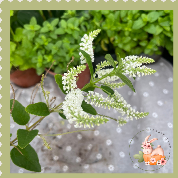Hoa bạch trầm hương , Cây hoa có mùi thơm độc đáo, Vườn Của Thỏ