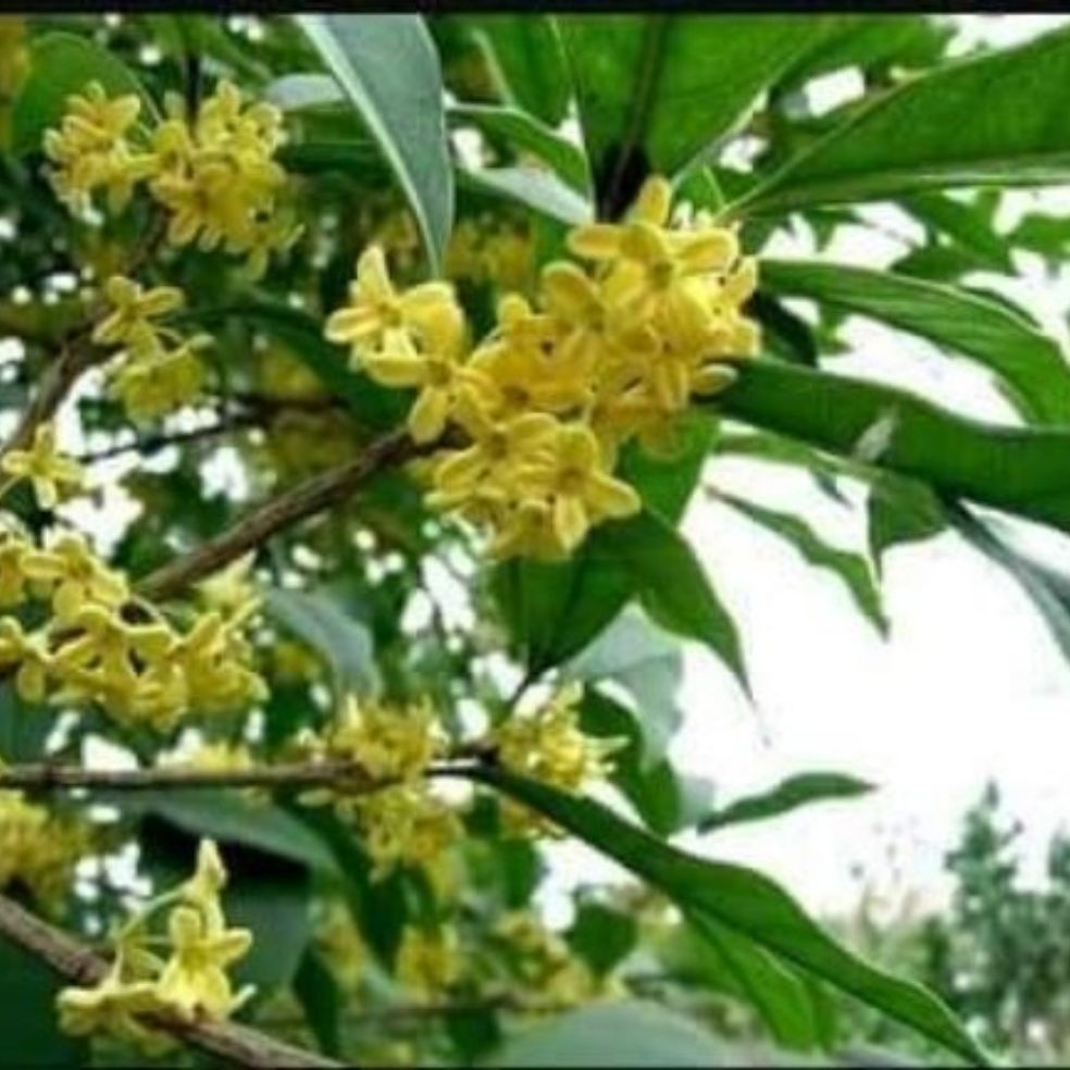 Cây giống Mộc Hương ta cao 30cm