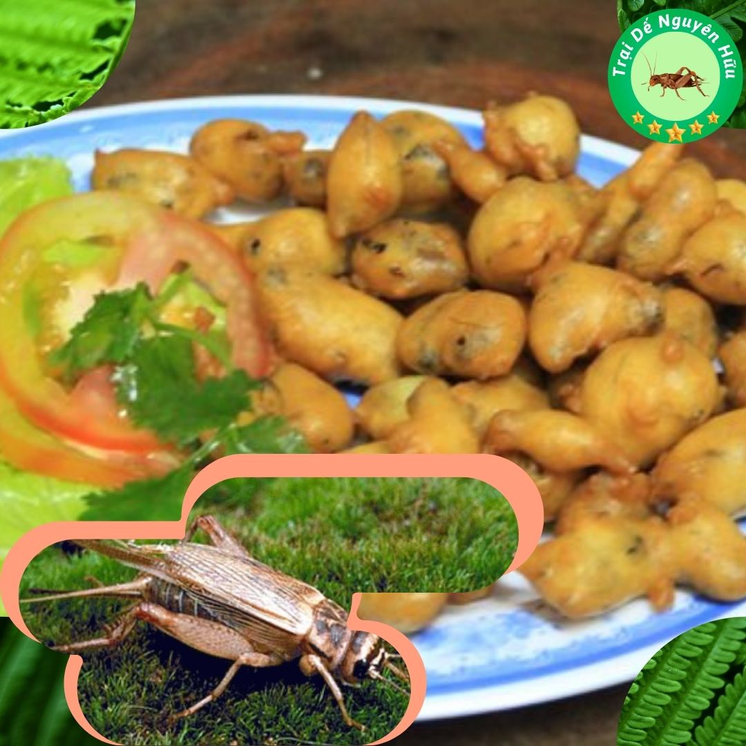 Trang trại chứa hàng trăm con chim quý của chàng trai Quảng Ngãi