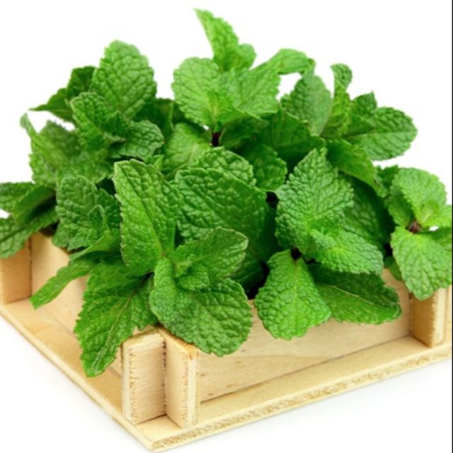 Cây bạc hà âu (mint), cam kết hàng đúng mô tả, chất lượng đảm bảo an toàn đến sức khỏe người sử dụng, đa dạng mẫu mã, màu sắc, kích cỡ