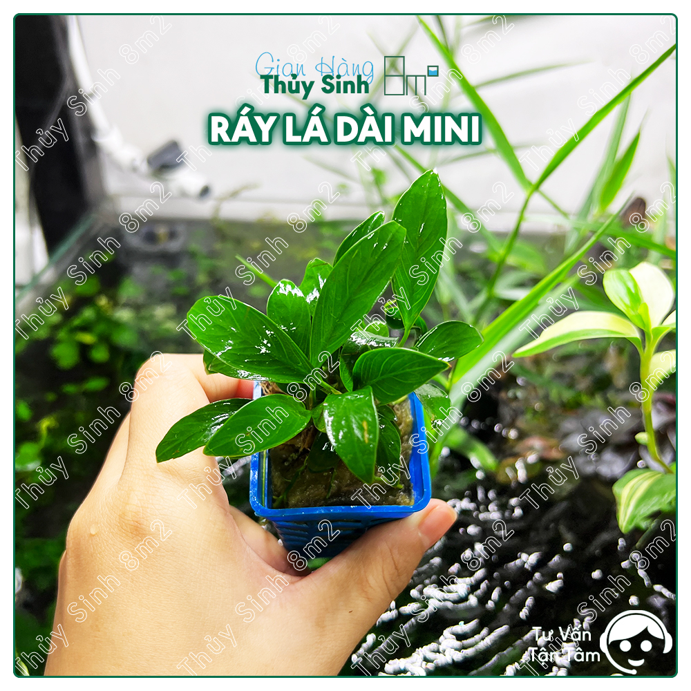 Cây ráy lá dài mini | cây thủy sinh giá thể | 8m2