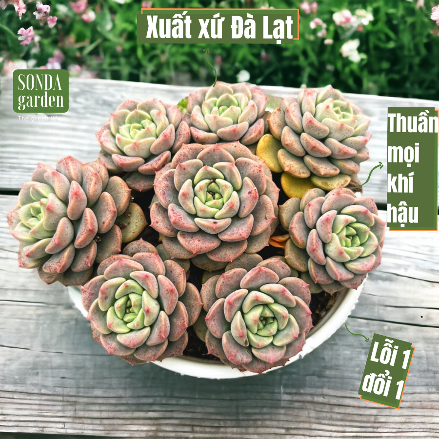 Sen đá diệp hà bụi size trung bình khỏe đẹp lỗi 1 đổi 1