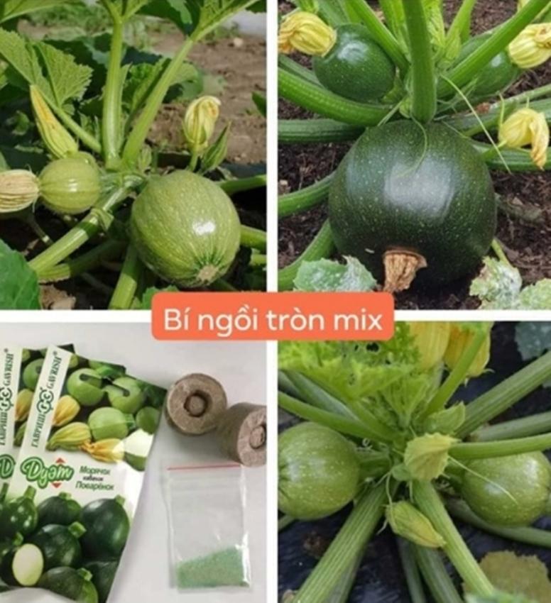 10 hạt giống bí ngồi quả tròn - hàng chất lượng, đúng loại cây - tặng kích nảy mầm kèm hướng dẫn trồng
