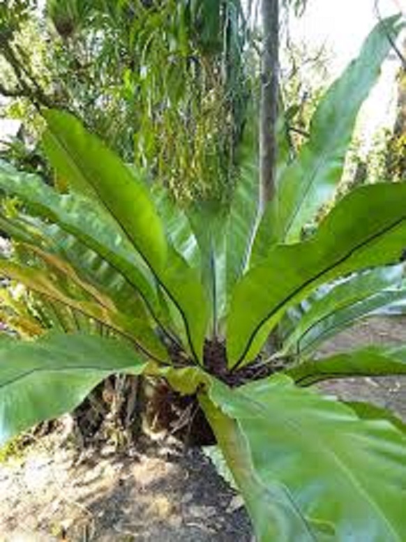 CÂY TỔ QUẠ (TỔ PHỤNG) - CÂY PHONG THỦY