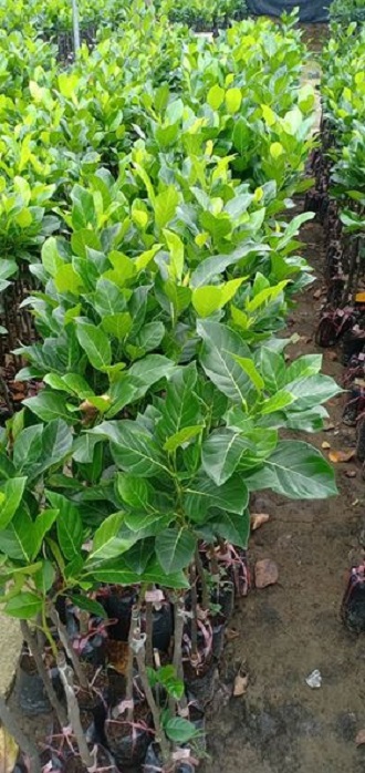 Mít thái siêu sớm - f1+ tặng phân thỏ hữu cơ