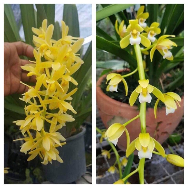 Combo 2 cây hoa phong lan kiếm hoàng long