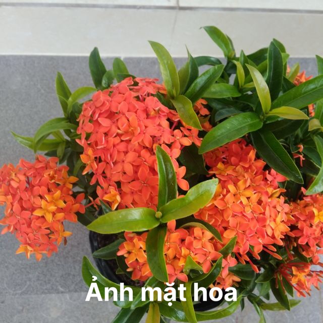 Combo 2 Bầu Cây bông trang cam cà rốt - hoa mẫu đơn cà rốt Boiboi.organic, trang thái lá nhỏ, cây trong bầu đất, rễ mạnh