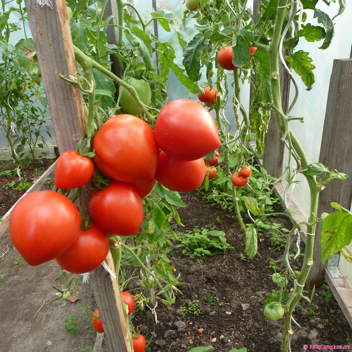 Hạt giống Cà Chua Trái Tim tặng kèm kích mầm