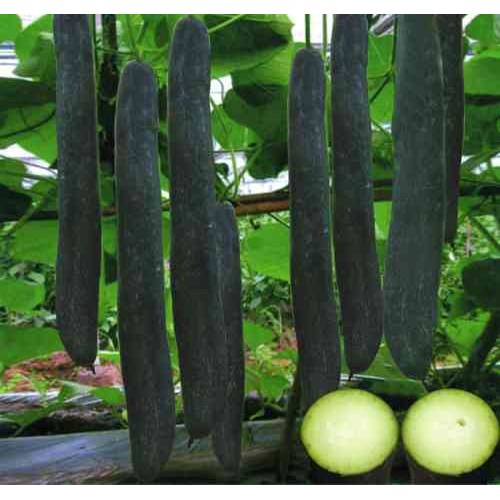 Hạt giống bí đao sặt bí đao xanh trái dài