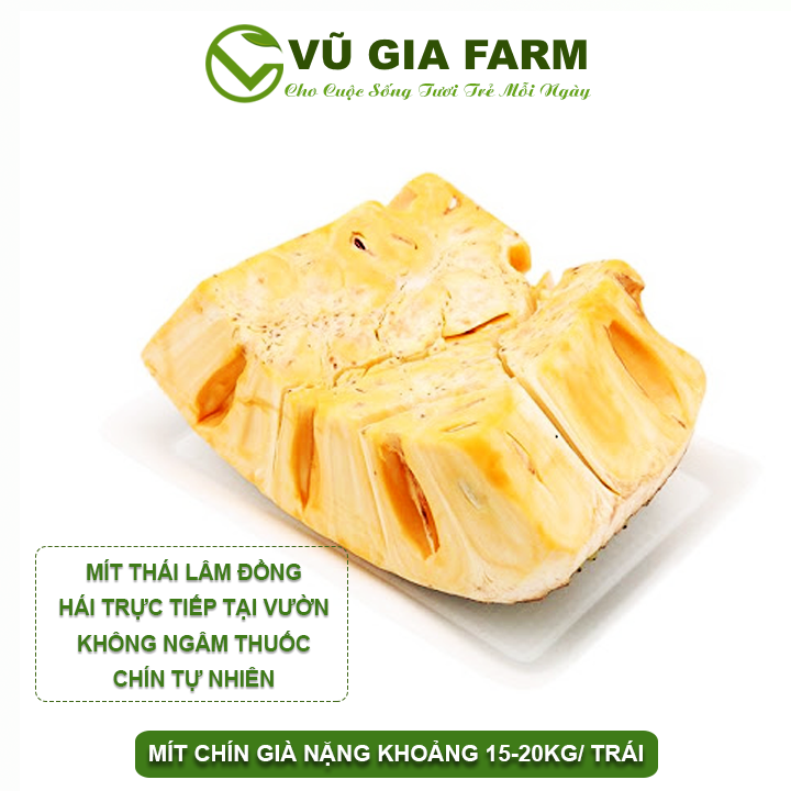 Mít thái bảo lộc lâm đồng – chín tự nhiên