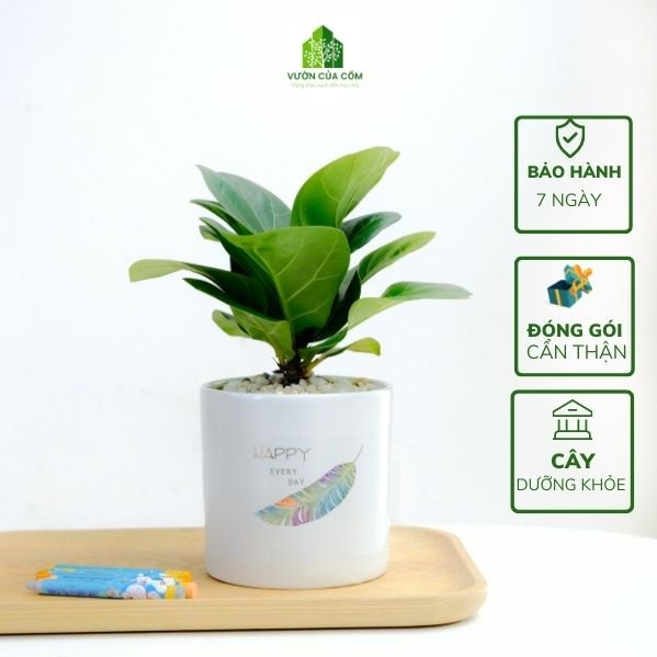 Cây Bàng Singapor để bàn kèm chậu sứ trắng cây phong thủy mang lại tài lộc cho gia chủ . Cây + chậu KT cao 20 cm