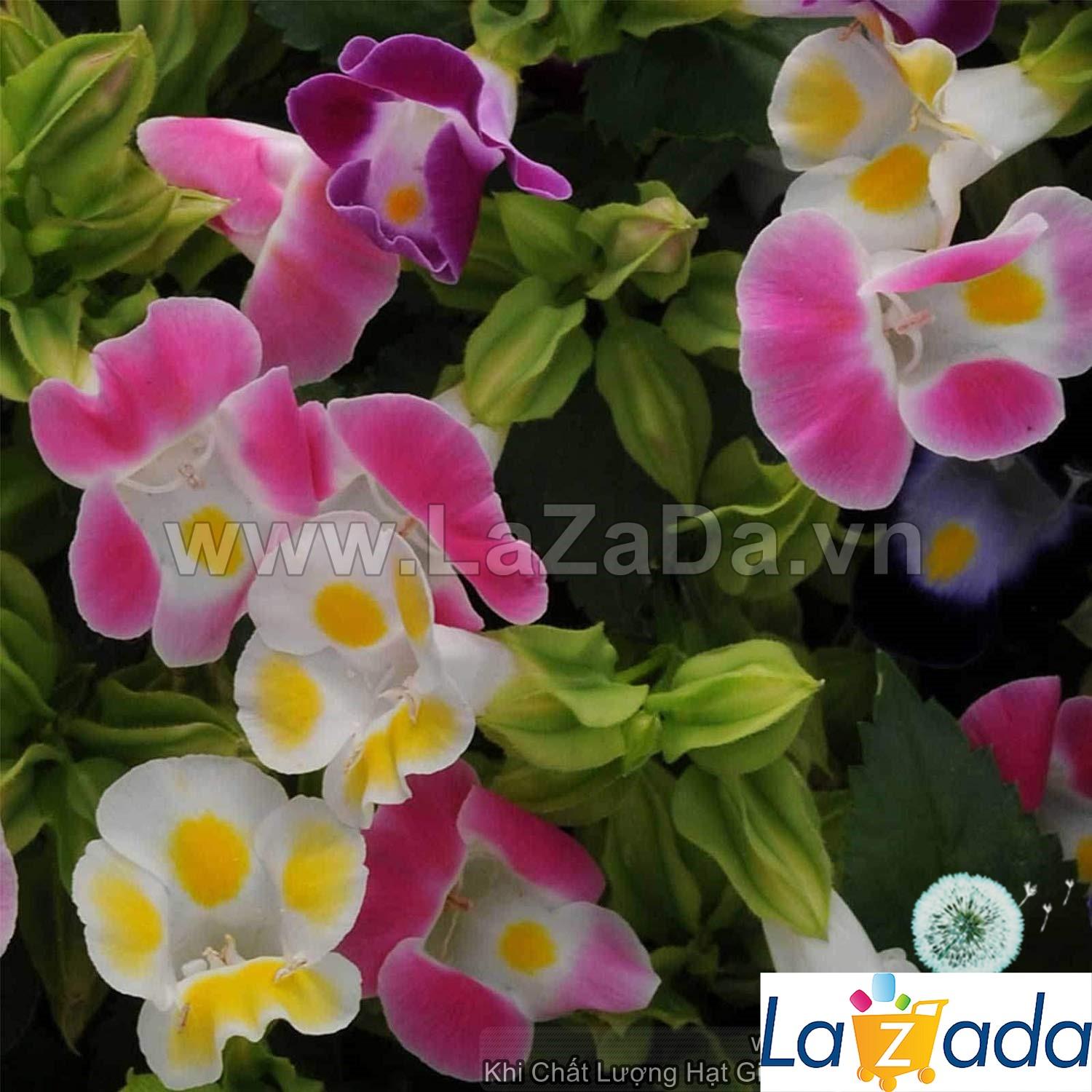 10h Hạt Giống Hoa Mắt Nai Hoa Tô Liên Mix Màu (TLB2| -KD: B21*V34*M241)