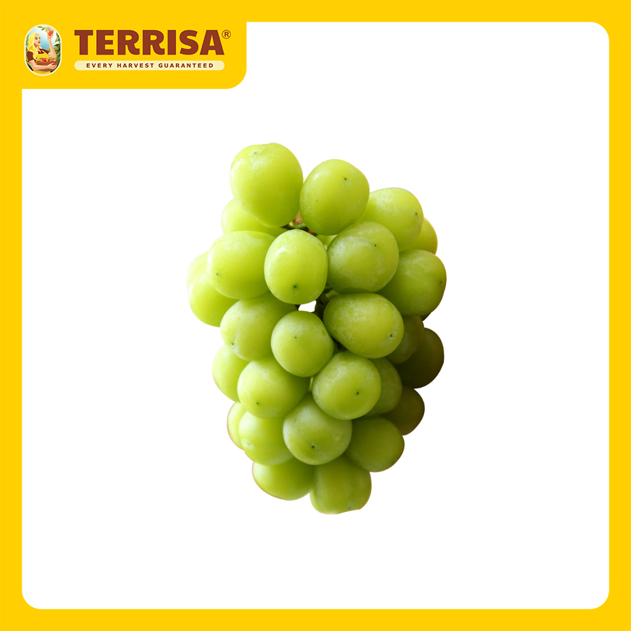 [HCM] Nho mẫu đơn Hàn Quốc Shine Muscat (450 g) - TERRISA - Giao nhanh