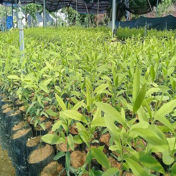 Cây giống đàn hương trắng - C90