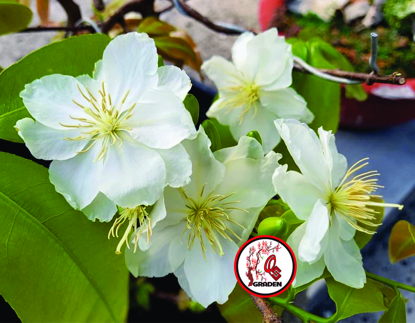 Hoa Bạch Mai cây nguyên bản gieo từ hạt