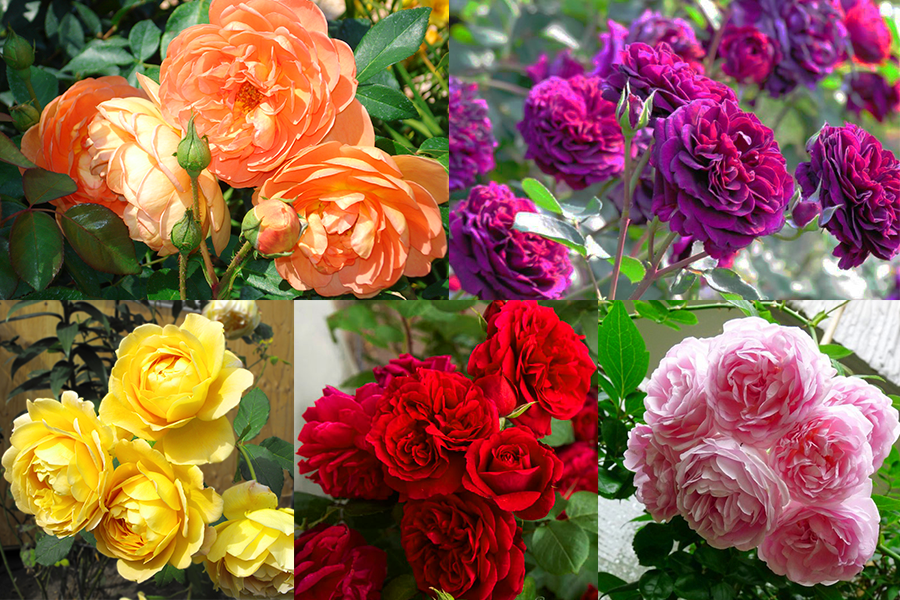 5 cây 5 màu hoa hồng leo Pháp ươm bầu rễ ổn định 2 tháng cho hoa đẹp thơm ngát