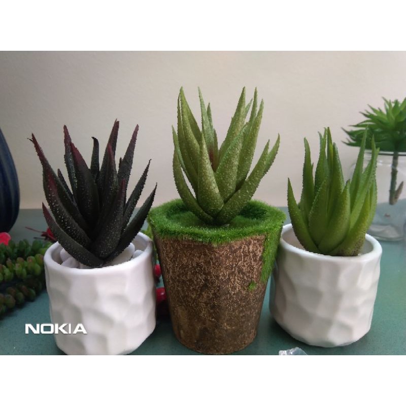 cây giả- nha đam mini trang trí nhà cửa