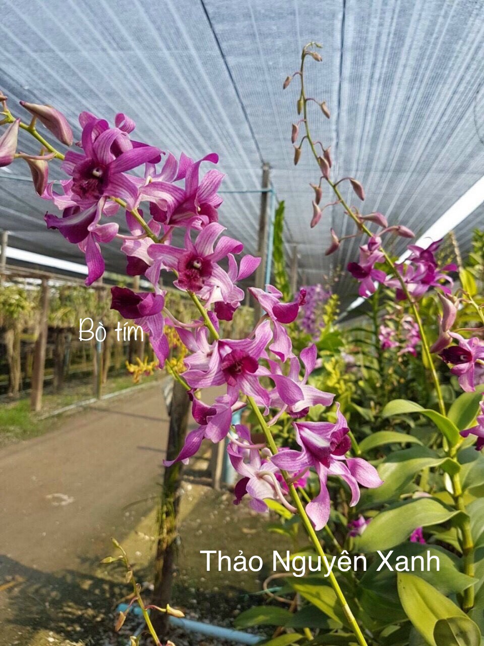 [HCM]Dendro Nắng Bò Tím - cây giống