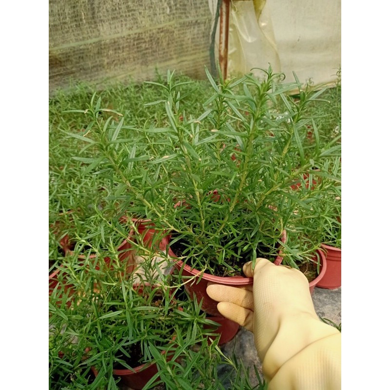 Cây hương thảo - Rosemary có tác dụng đuổi muỗi, làm dịu tinh thần- chậu to, nhiều cây, rễ khoẻ