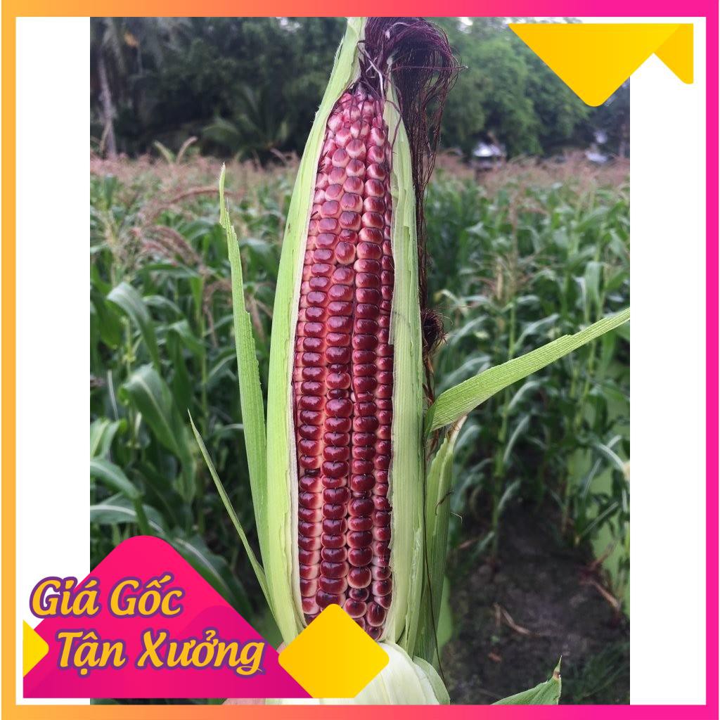 Khu vườn hạt giống ngô đỏ thuần cao san .
