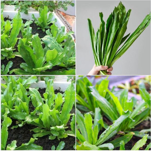 100h - #hạt_giống_mùi_tàu
