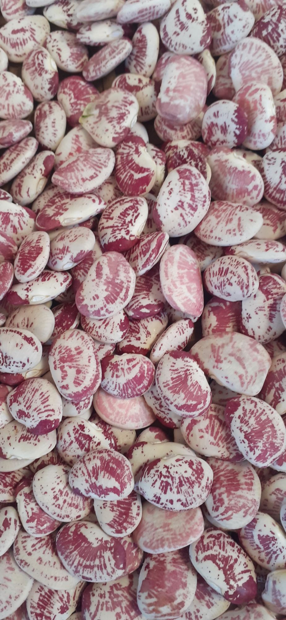 1kg hạt đậu ngự