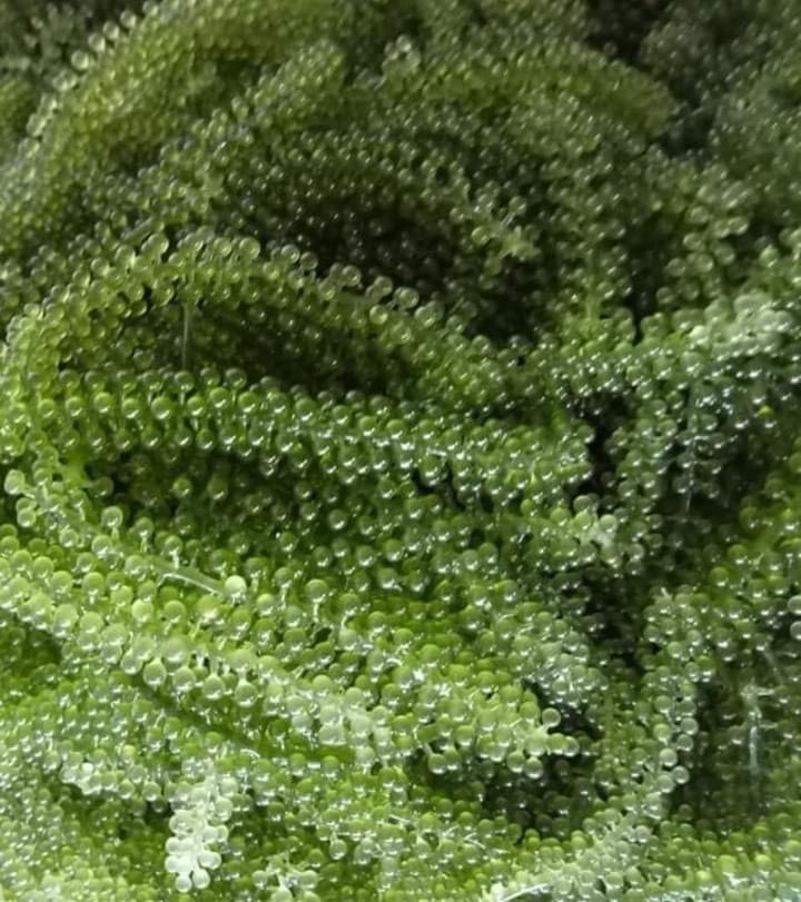 [HCM]Rong nho Okinawa tách nước hộp nhỏ