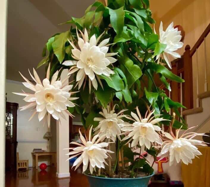 Quỳnh Hương, Dạ Quỳnh- Chậu Giống