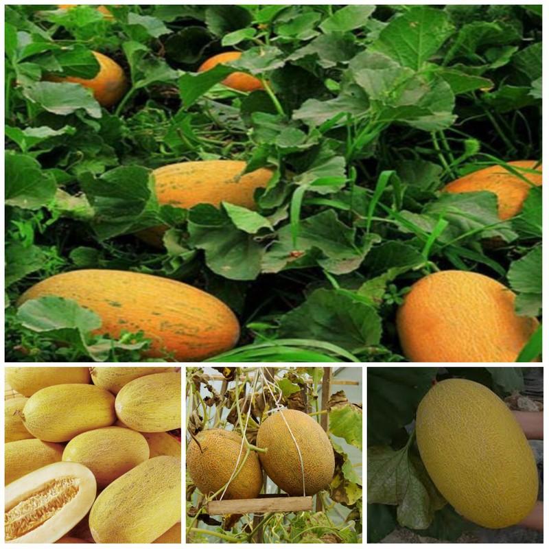 Hạt giống dưa lưới vàng f1 gói 10 hạt