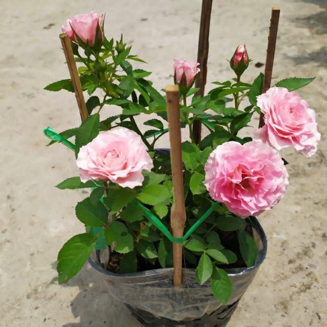 Hồng ngoại Tezza lùn (hồng bụi)