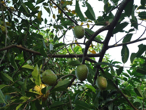 Cây Bình Bát , được cố định trong thùng hàng, đảm bảo tươi nguyên