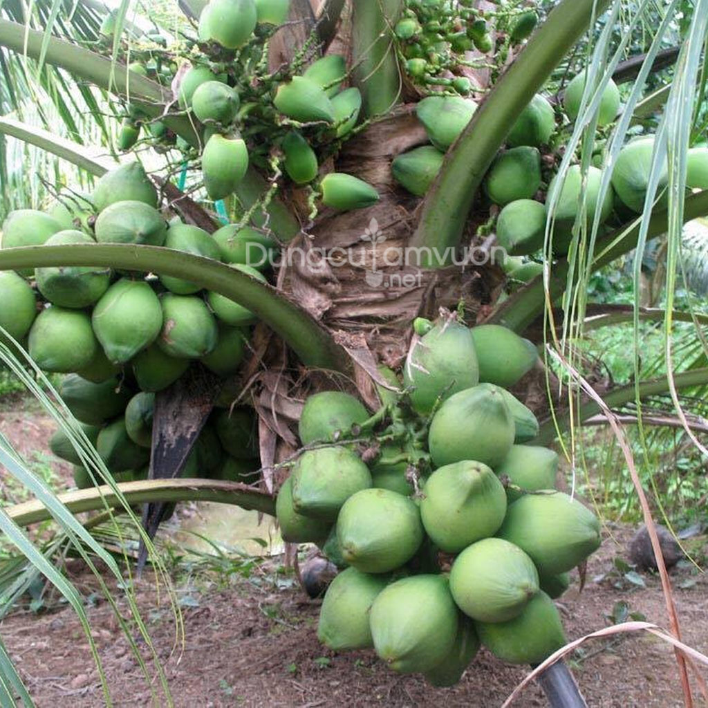 Cây giống DỪA XIÊM LÙN F1 cay giong dua xiem lun f1 giống chuẩn hiệu quả kinh tế cao dừa xiêm xanh