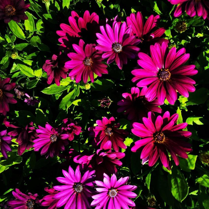 Hình ảnh Ảnh decal bóc dán African Daisy