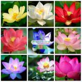 Bộ 10 Hạt giống hoa Sen Nhật mini (5 màu)