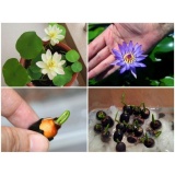 Bộ 3 gói hạt giống Hoa Súng Thái Mini Mix (WATER LILY) lucky - Tặng kèm 3 viên nén kích thích nảy mầm