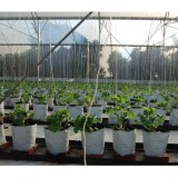 Combo 10 Túi PE 2 lớp trắng đen trồng cây