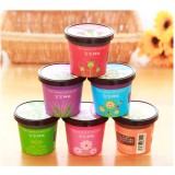 Combo 4 Hạt giống cây trồng cảnh cho bàn làm việc Rainstore