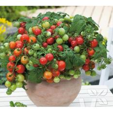 Combo Hạt giống Cà chua bi lùn đỏ + 1 gói phân bón lá cao cấp