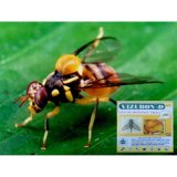 Diệt ruồi vàng đục trái hoa vizubon-d 10ml