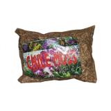 Dớn chile trắng trồng lan 2dm3 - White Chile moss 2dm3