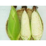 Hạt giống bắp nếp nù op 100g