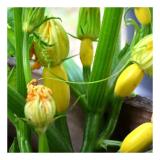 [HCM]Hat Giống Bí Ngồi Vàng F1 Thái Lan - KLT 7 hạt