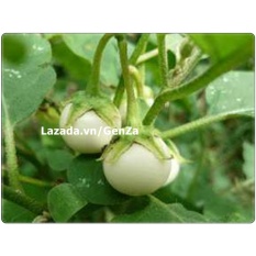 Hạt giống Cà pháo trắng - Giống chất lượng cao, sai quả